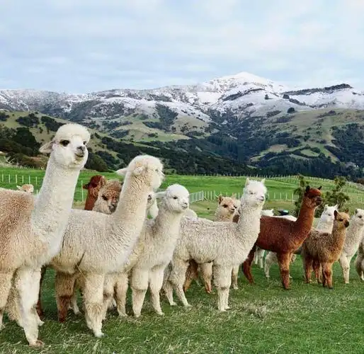 可爱的羊驼牧场早安小可爱们