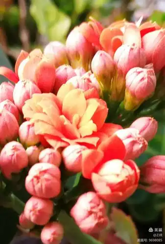 长寿花开,吉祥!