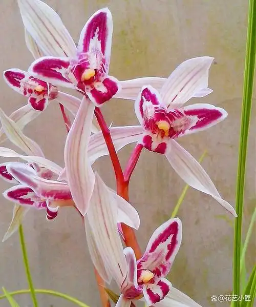 兰花是我国的名贵花卉,其特点是色泽素雅,古朴清香,具有绅士风度.