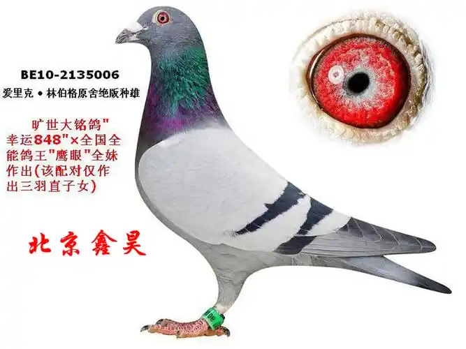 速霸龙幸运848直子"006"