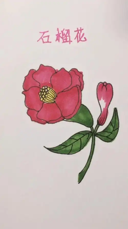 学画石榴花简笔画,你学会了吗?