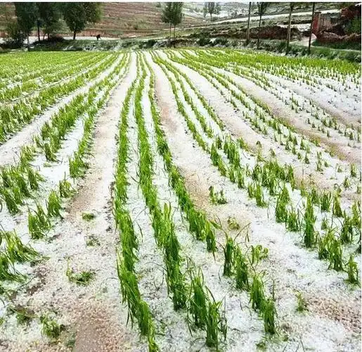宁夏固原西吉县遭受暴雨冰雹灾害