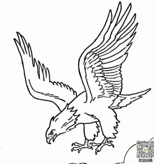雄鹰展翅儿童简笔画图片鹰儿童绘画作品图集