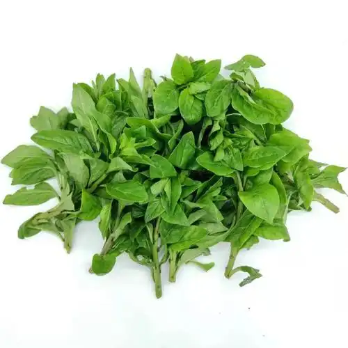 野菜嫩枸杞菜 枸杞叶 枸杞头无老杆子 产地直发多省 1000g【图片 价格