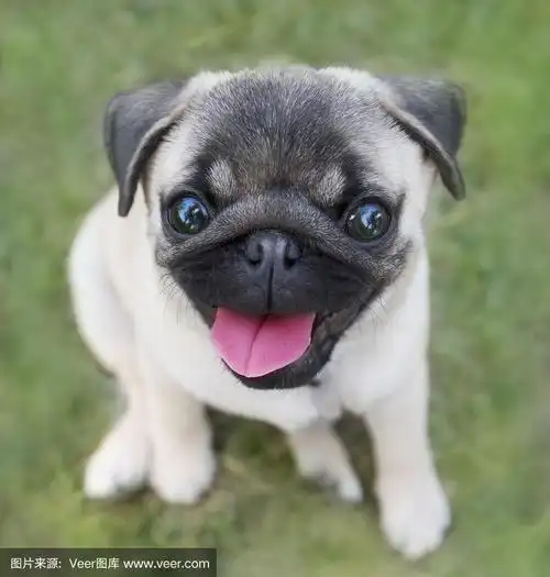 小哈巴狗露出了粉红色的舌头.小狗玩.模糊背景上的狗的肖像.