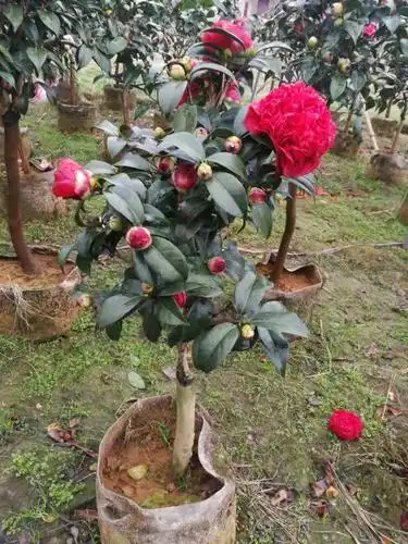 茶花大元帅巨型花品品种名贵庭院阳台盆栽花苞时令草本花卉