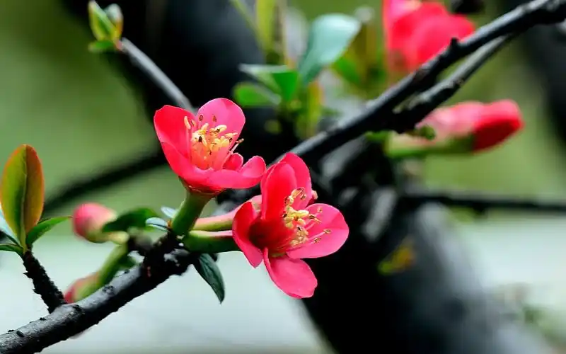 春季海棠花绽放微距照片壁纸