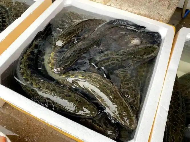 相比蔬菜的弥漫的食物香气,水产区却是更加富有活力,各种各样的活鱼活