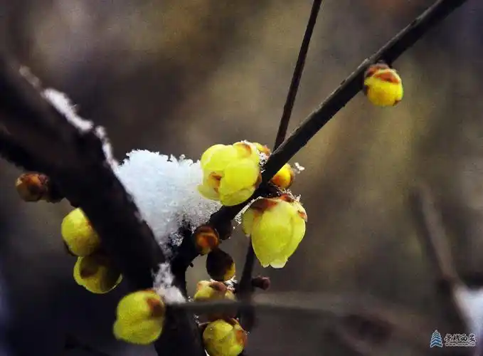 大雪压梅花梅花更娇美