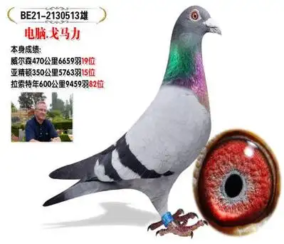 电脑戈马力 亚精顿350公里5763羽15位