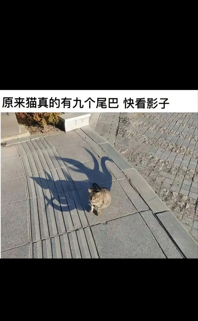 原来影子也可以这么治愈!#人生不容易只有靠自己才能得到你想要 - 抖