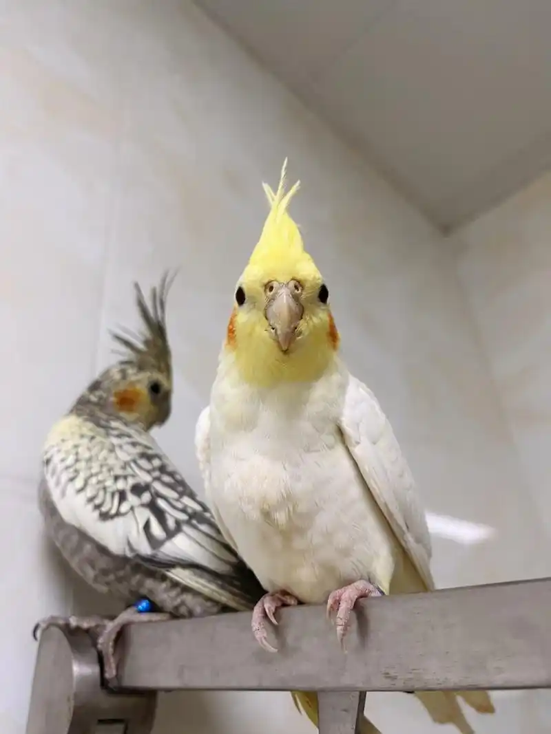 来猜猜p1的排序吧 #玄凤鹦鹉