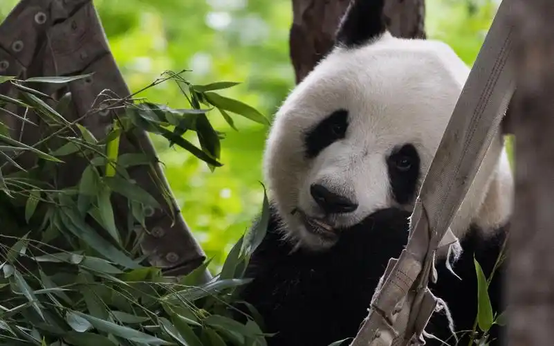 活动作品北京动物园熊猫摄影合集4k