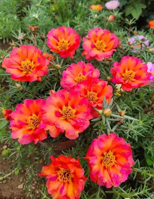 夏天开的花有哪些(夏天开的花有哪些 名称)