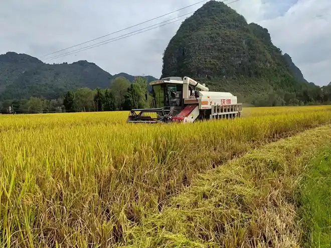 独山县上司镇甲里村优质水稻丰产丰收