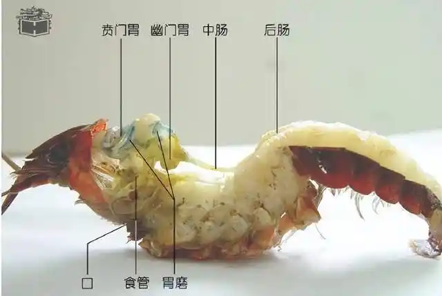 龙虾的头腹部里面装满了脑,胃,心脏,性腺,消化腺等等杂七杂八的器官