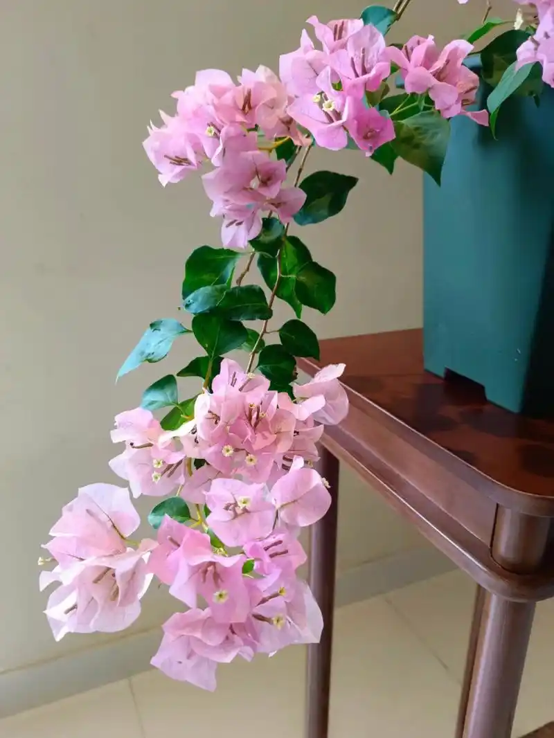 三角梅暗斑丽人淡淡的粉,顿时心情舒畅,如遇大海,你心动了吗