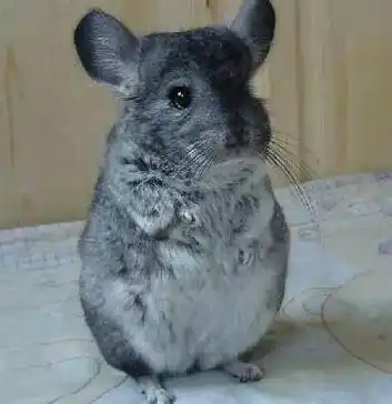 那龙猫还能吃什么其他东西