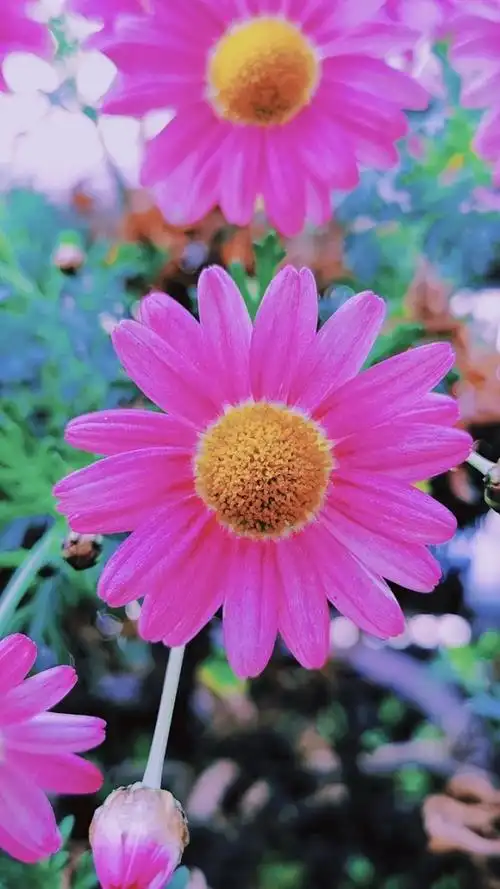 这是幸运花,据说能数出这花瓣的数量的人,是最幸运的人!