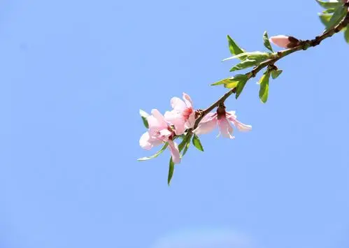 今日蓝天下的春花,美的不要不要滴——拍摄者:苓儿