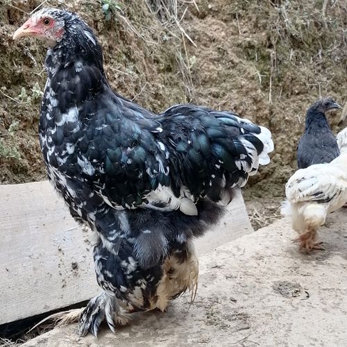 黑银婆罗门鸡梵天鸡种蛋受精蛋可孵化观赏宠物鸡小鸡生态养殖散养