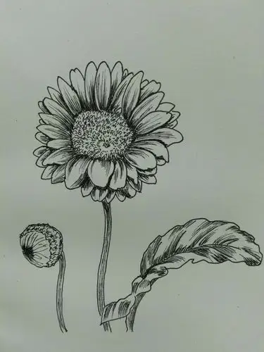 每日一画:非洲菊