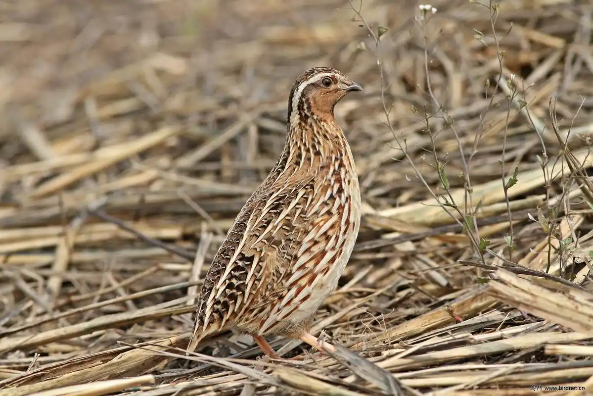 超近版日本鹌鹑