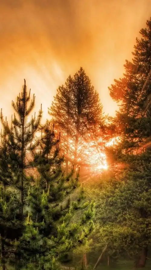 美丽的日出,早晨,太阳光线,树木,雾 750x1334 iphon