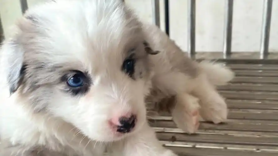 蓝色 陨石边牧     懂得来聊#陨石边牧 #蓝陨石边牧