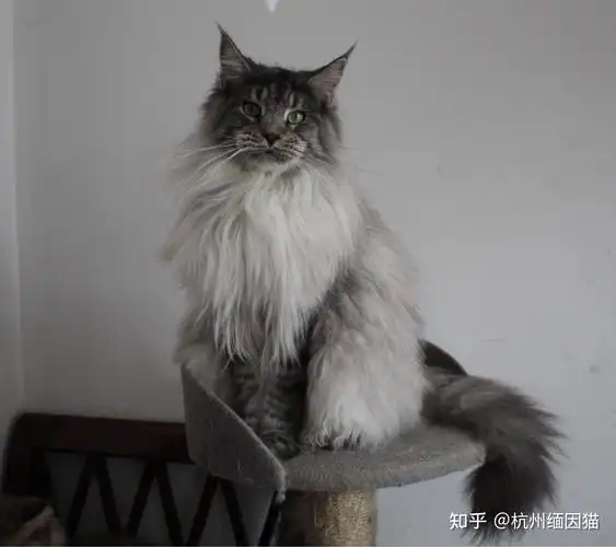 缅因猫大美女一枚