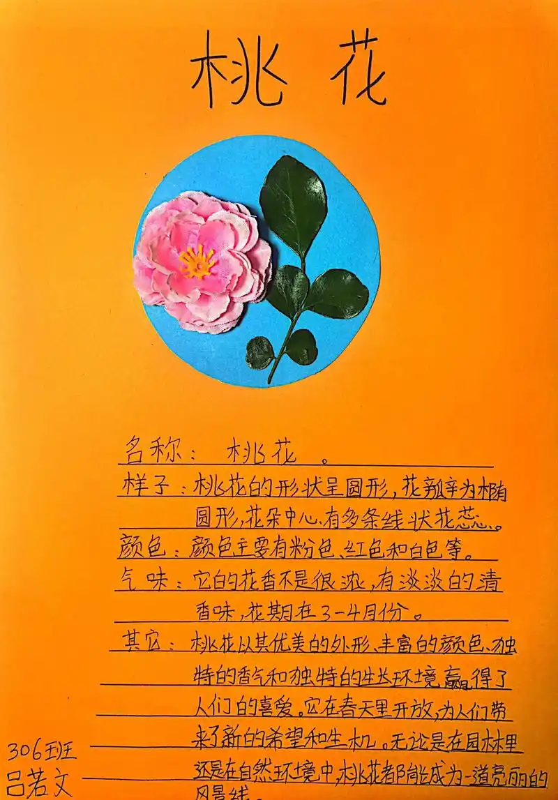 怎么写桃花的外形颜色气味