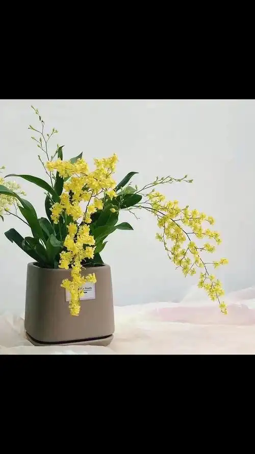 黄色花文心兰,花苞多多,花期长