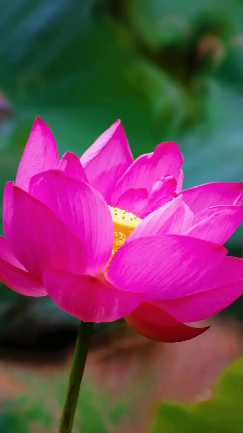 我本无心恋红尘,奈何影子落人间;愿做凡尘一朵莲,出泥不染水中 - 抖音