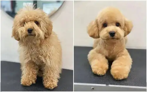 你不给贵宾剪个毛,都不知道原来它还可以这么美!_狗狗