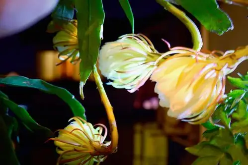 昙花一现的美丽