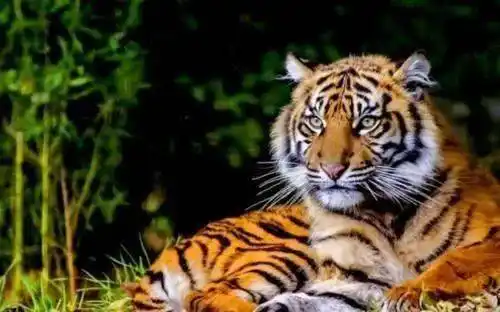 万物相生相克,那百兽之王老虎的克星是谁呢?答案你可能想不到