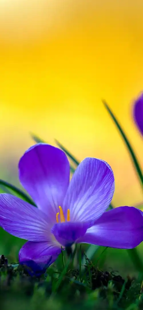 iphone 壁纸 紫色番红花微距摄影,花瓣,草,朦胧