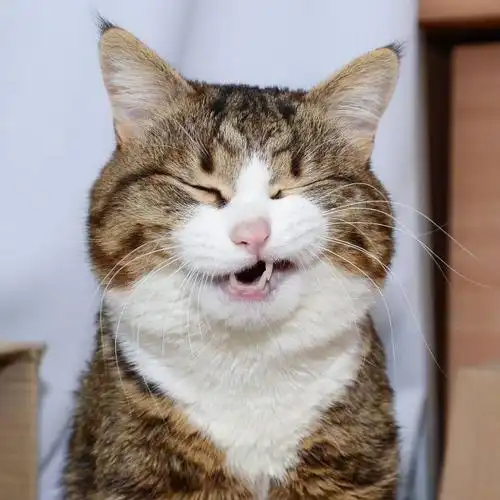 坏笑!邪魅一笑!思考|表情包|猫咪|魔性_新浪新闻