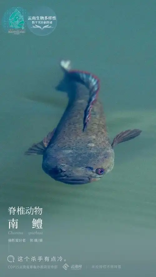 云南生物多样性数字化百科图谱脊椎动物南鳢这个杀手有点冷