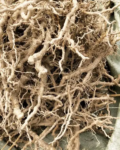 枸杞根野生农民自己采摘无硫