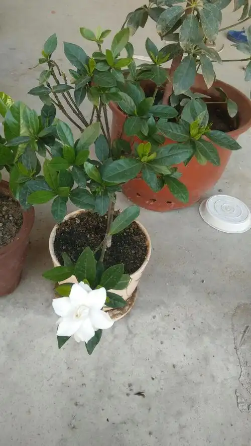 晒晒我的小叶栀子花