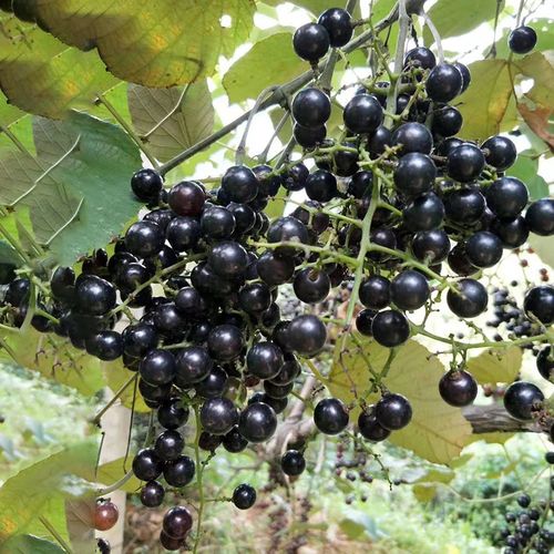 酿酒广西新鲜山葡萄野生自酿葡萄苗非夏黑巨峰葡萄
