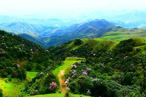 之:2018年阳春鸡笼顶杜鹃花季亮点全收集!