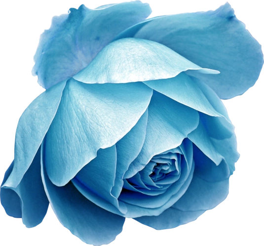 蓝玫瑰png透明无水印图片素材免费分享下载