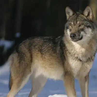 最霸气狼的图片最霸气狼的图片壁纸2022已更新今日图集