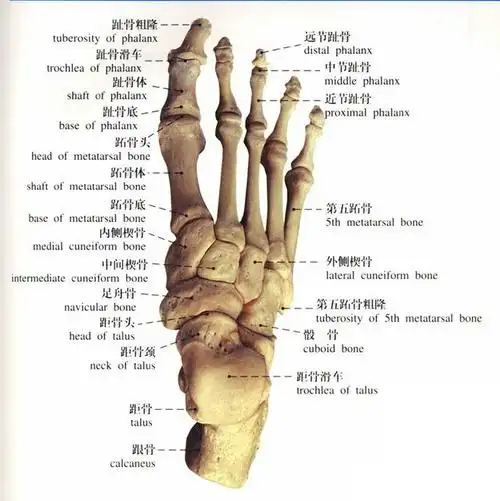 人体结构从★星☆星★转采于2021-11-11 23:31:54脚,骨骼人体结构人体