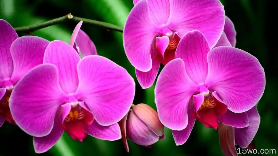 自然兰花花卉微距pinkflower花高清壁纸