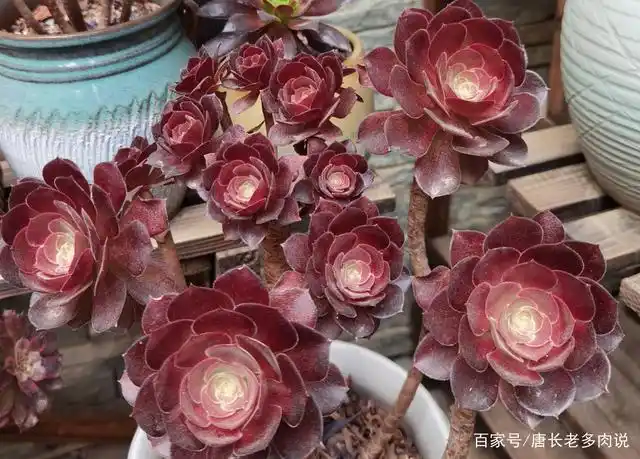 漂亮的欧紫/紫羊绒法师