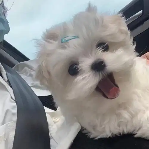 开一栋可爱治愈萌宠头像楼有狗勾有猫咪有玩偶有其他共496张已完工