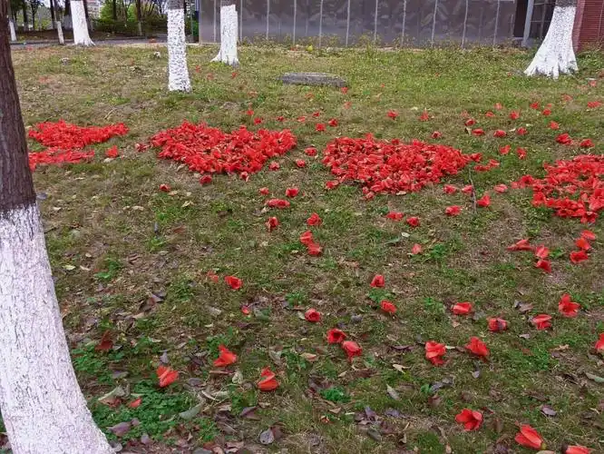 木棉花语珍惜眼前人